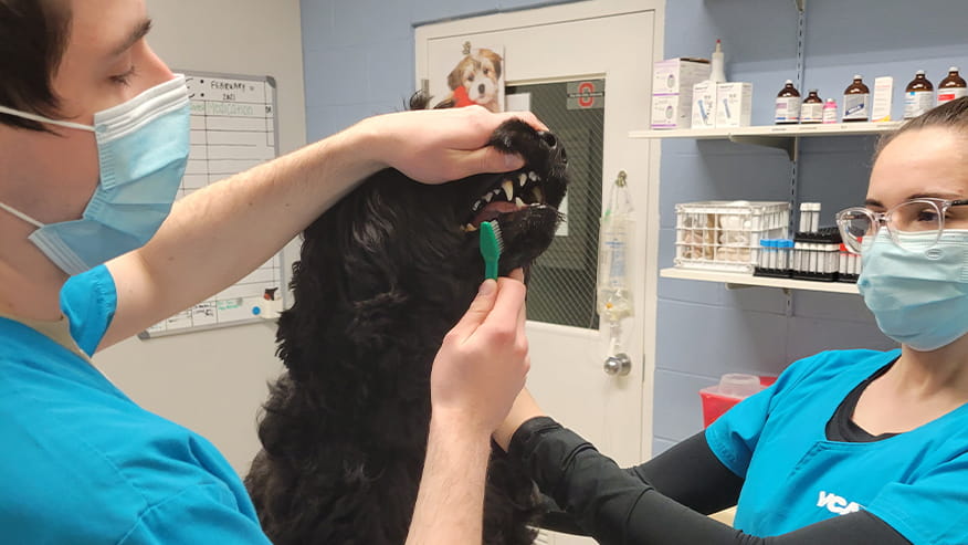 VCA Triangle Tower Dental Care