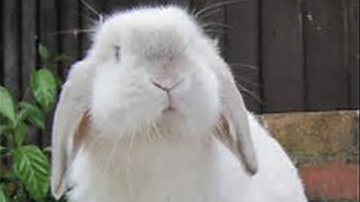 Wrightsville Beach Animal Hospital - Triangle Rabbits