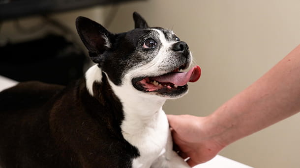 Black and white French bulldog at VCA Woodland Broken Arrow Animal Hospital