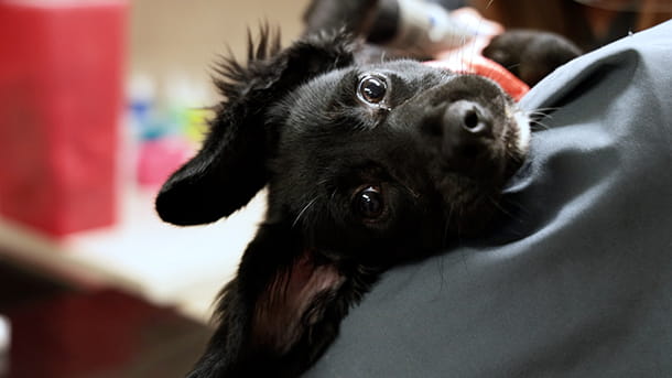 Cute black puppy at VCA Woodland Broken Arrow Animal Hospital