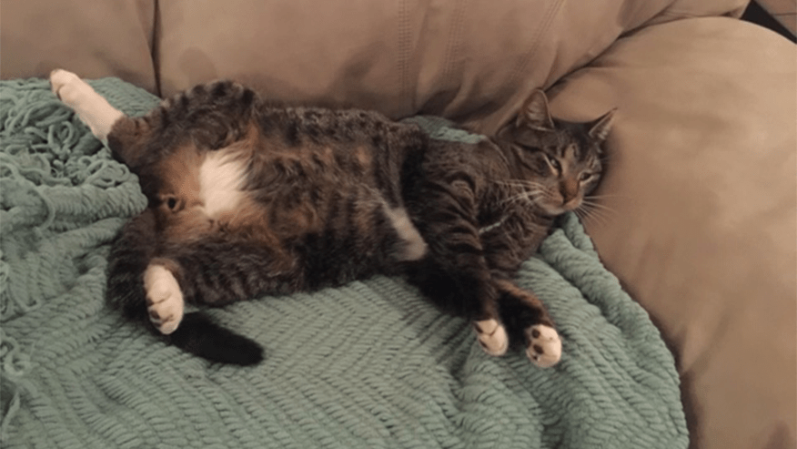 876x493 woodland broken arrow WeightManagement