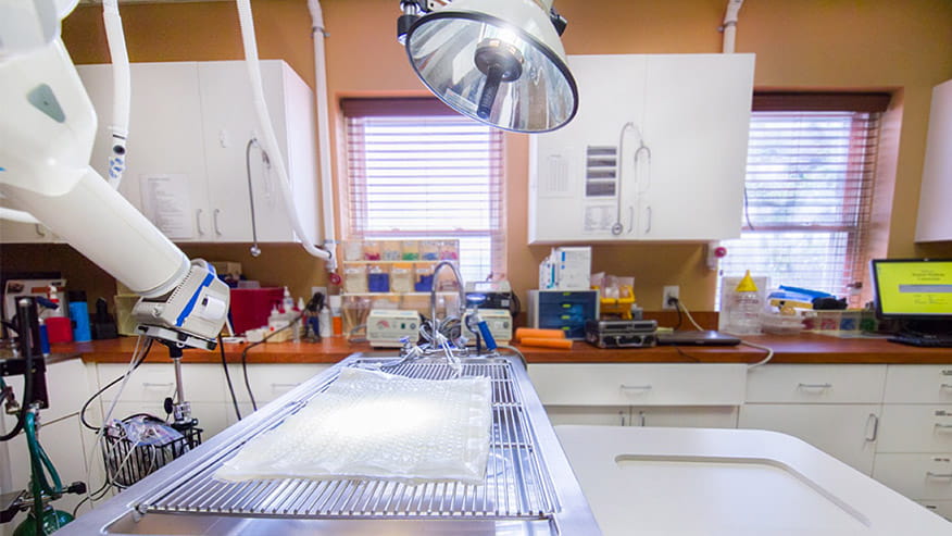 VCA Cat Hospital of Philadelphia Dental Suite