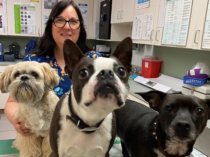American Pitbull Terrier  Metropolitan Veterinary Center