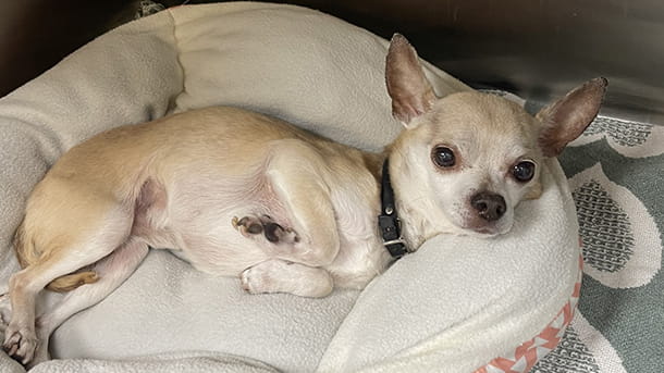 Chihuahua in VCA Smoketown's boarding facility