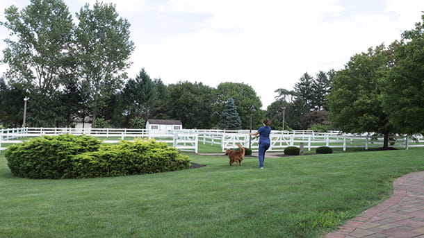 Boarding staff walking dog at VCA Smoketown