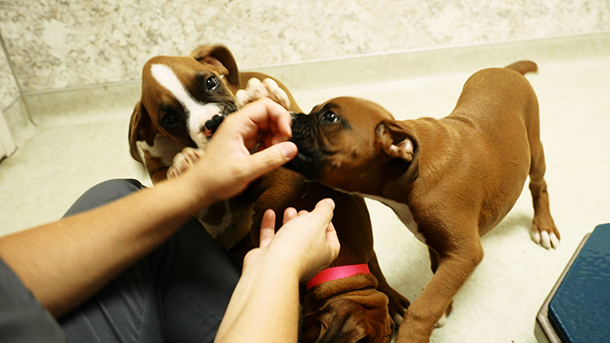 Veterinary staff feeding puppies at VCA Smoketown