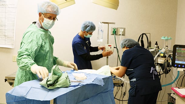 Veterinary staff preparing for surgery at VCA Smoketown