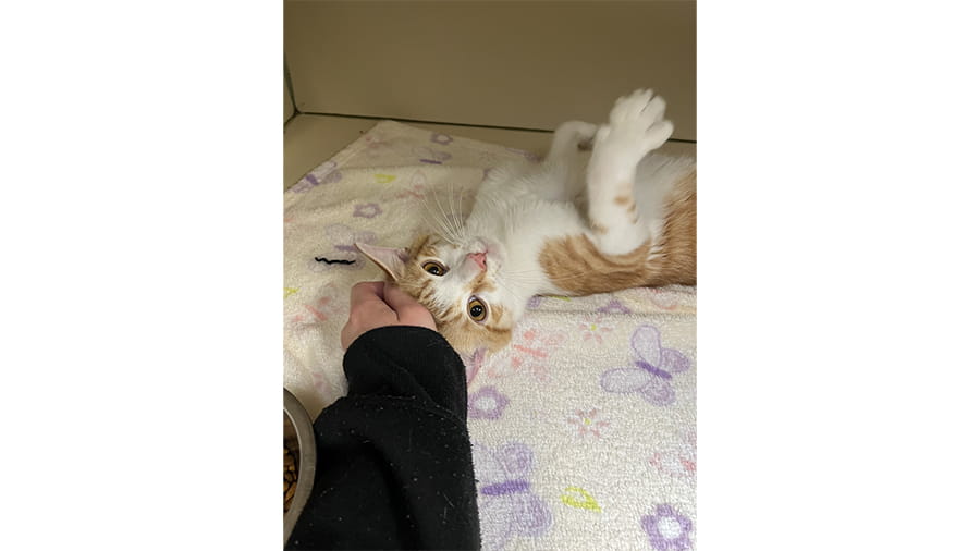 Cat boarding at VCA Smoketown