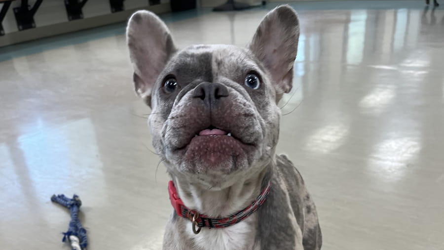 Dog Boarding Services in Lancaster, PA VCA Smoketown Animal Hospital