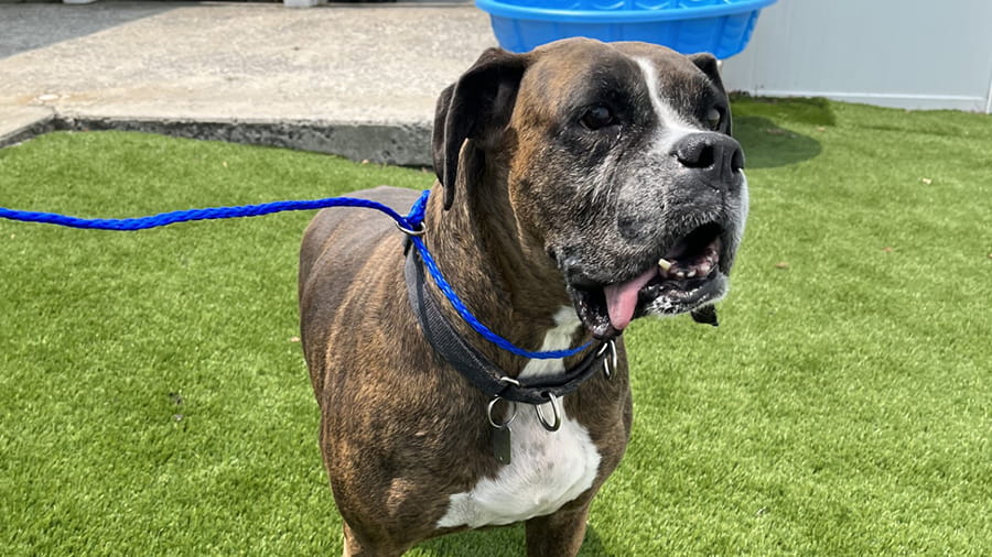 Dog Boarding Services in Lancaster, PA VCA Smoketown Animal Hospital