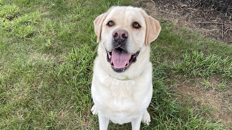 Dog Boarding Services in Lancaster, PA VCA Smoketown Animal Hospital
