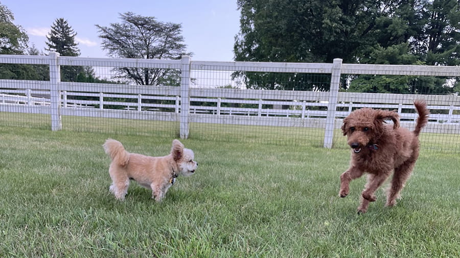 Dog Boarding Services in Lancaster, PA VCA Smoketown Animal Hospital