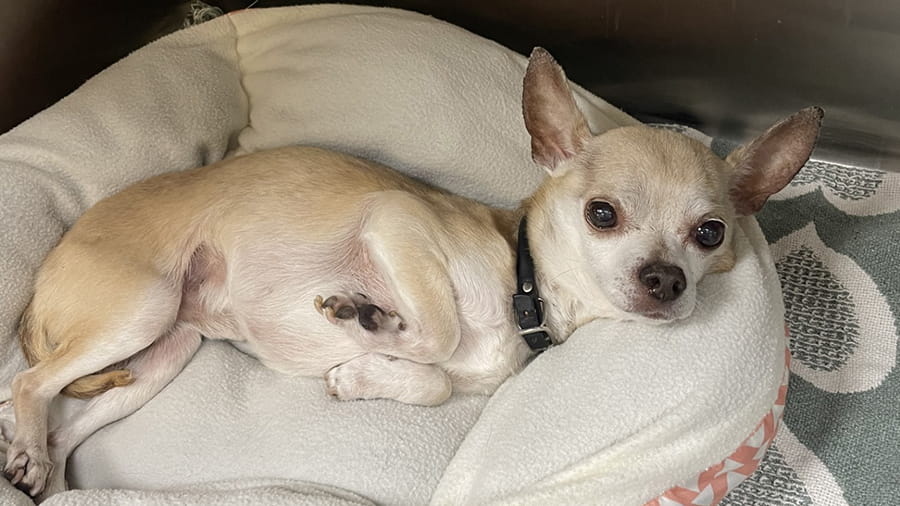 Dog Boarding Services in Lancaster, PA VCA Smoketown Animal Hospital