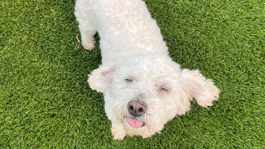 Dog Boarding Services in Lancaster, PA VCA Smoketown Animal Hospital