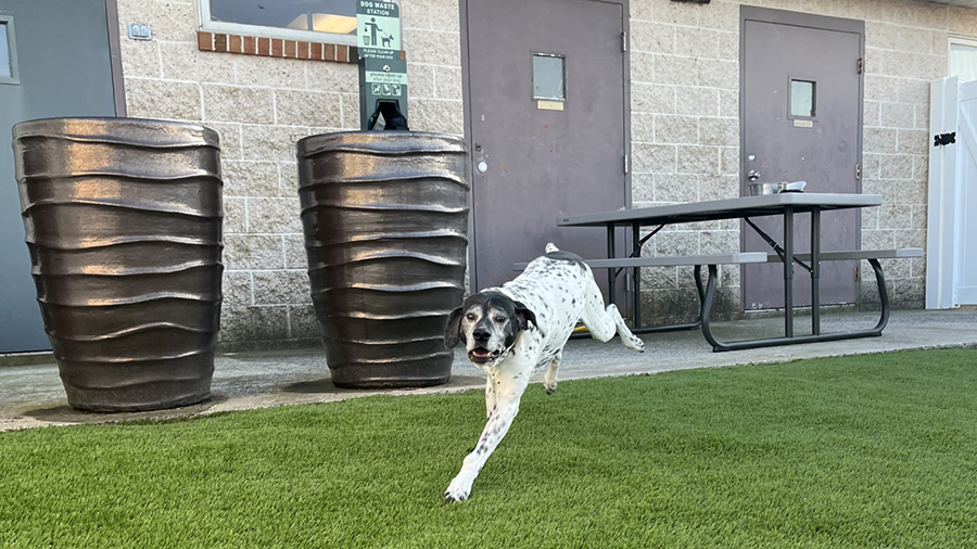 Black and white dog playing outside at VCA Smoketown