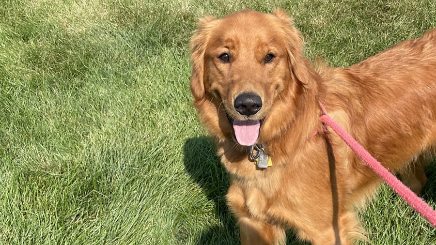 Dog Boarding Services in Lancaster, PA VCA Smoketown Animal Hospital