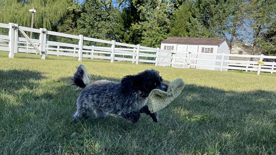 Dog Boarding Services in Lancaster, PA VCA Smoketown Animal Hospital
