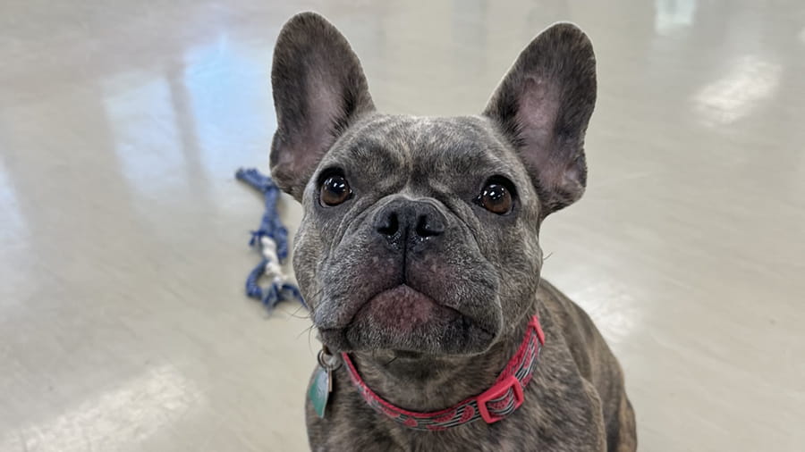 Dog Boarding Services in Lancaster, PA VCA Smoketown Animal Hospital