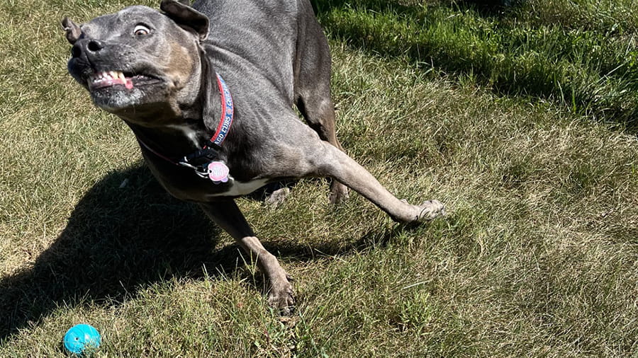 Dog Boarding Services in Lancaster, PA VCA Smoketown Animal Hospital