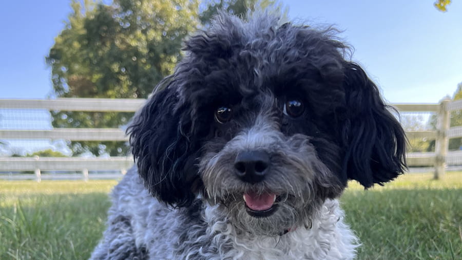 Dog Boarding Services in Lancaster, PA VCA Smoketown Animal Hospital VCA Animal Hospitals