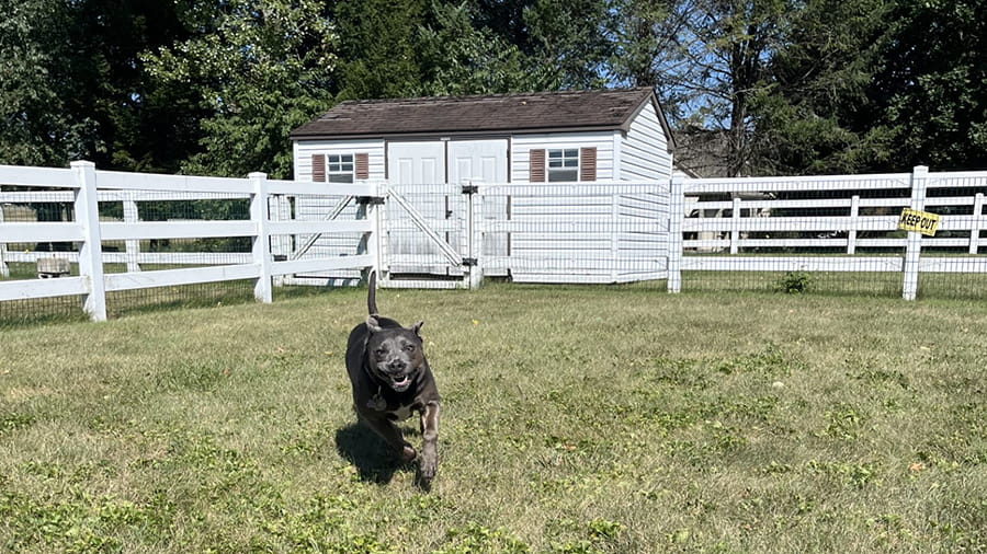 Dog Boarding Services in Lancaster, PA VCA Smoketown Animal Hospital