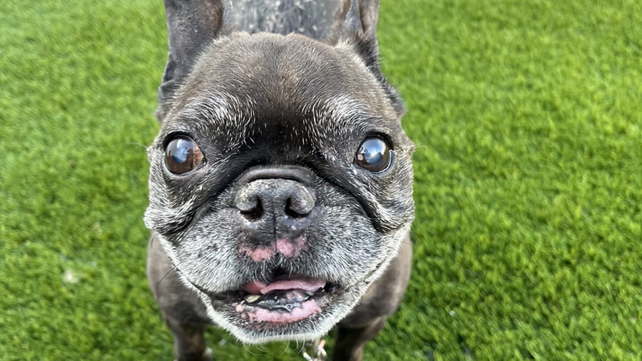 Dog Boarding Services in Lancaster, PA VCA Smoketown Animal Hospital