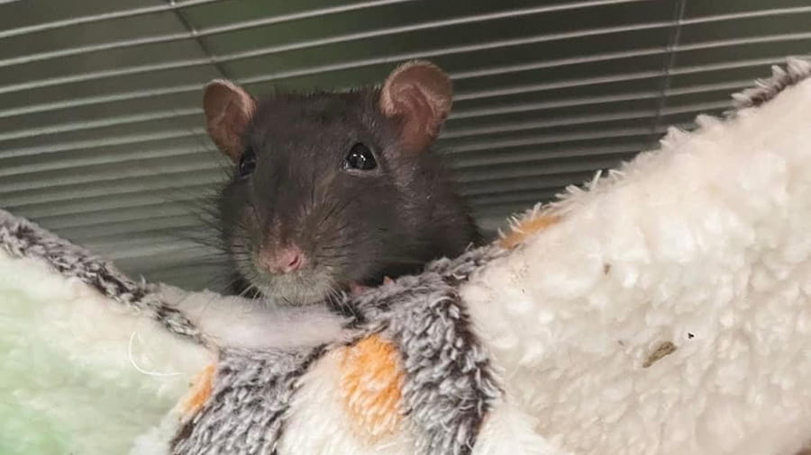 Pocket pet boarding at VCA Smoketown