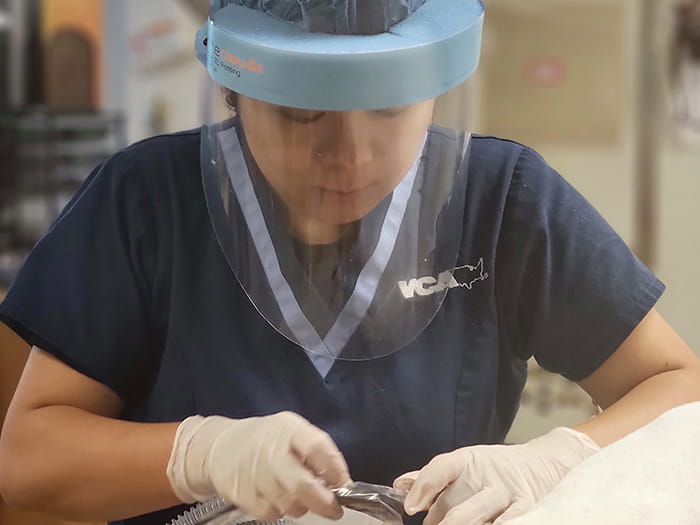 Qihua Ying Staff Photo