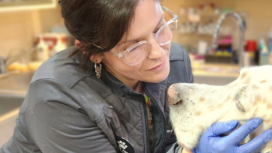 Veterinarian with dog at VCA Wexford Animal Hospital