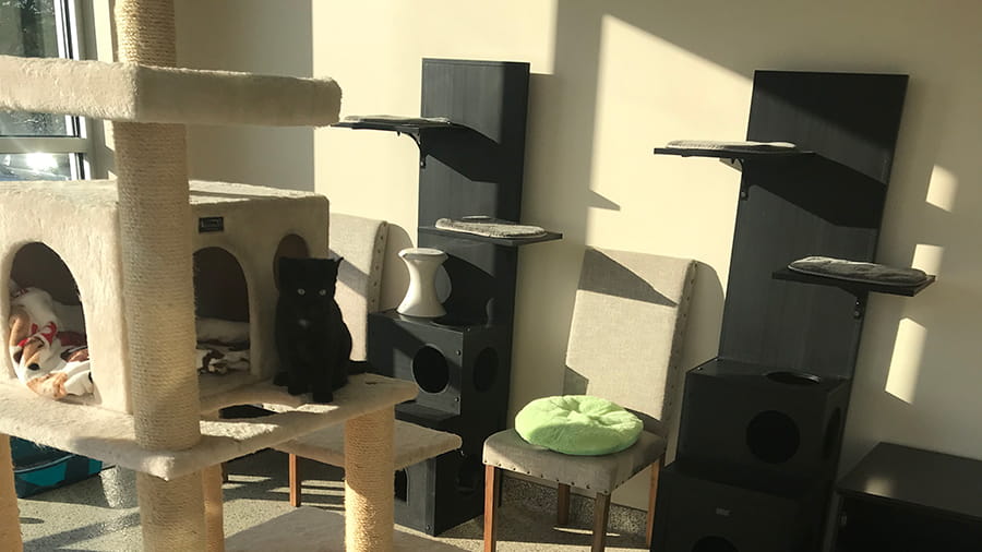 Feline Enrichment Room at VCA Wexford Animal Hospital Pet Hotel