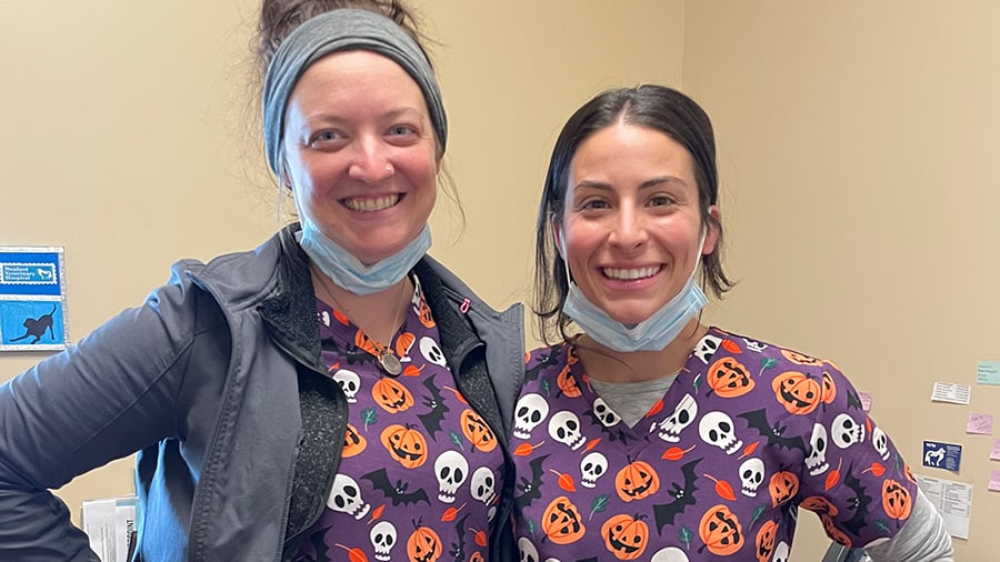 Veterinary support staff in Halloween scrubs