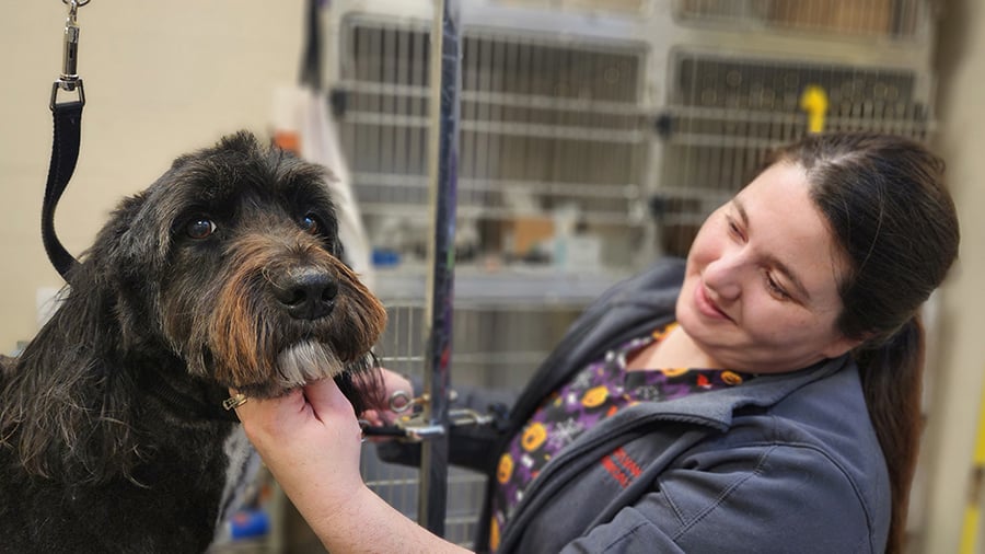 Groomer trimming dog's hair at VCA Wexford Animal Hospital