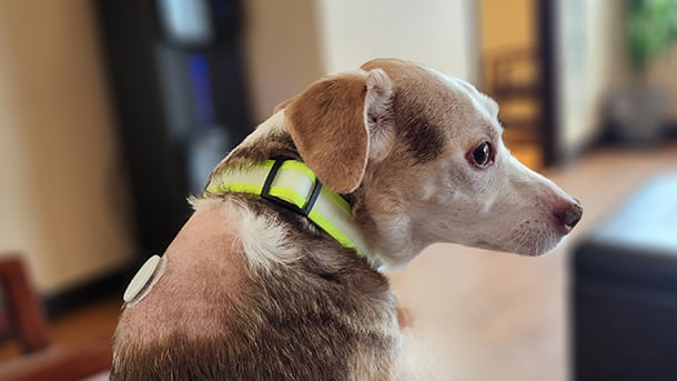 Canine ultrasound