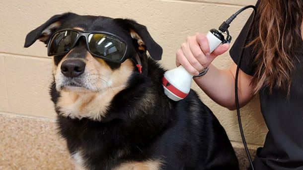 Dog wearing goggles and getting laser therapy treatment at VCA Wexford Animal Hospital