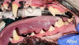 Canine dental cleaning - after photo