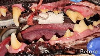 Canine dental cleaning - before photo