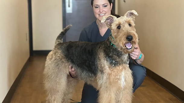 Dog freshly groomed