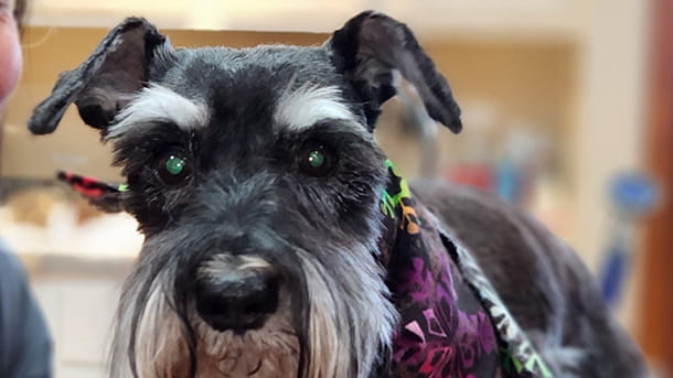 Black and white senior dog