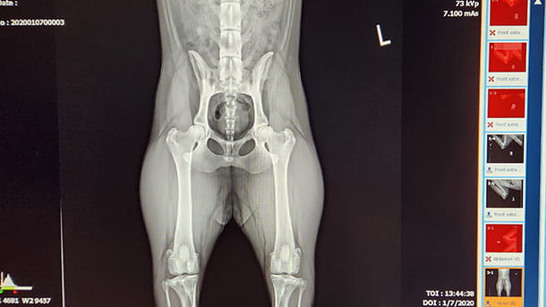 OFA x-ray of a dog