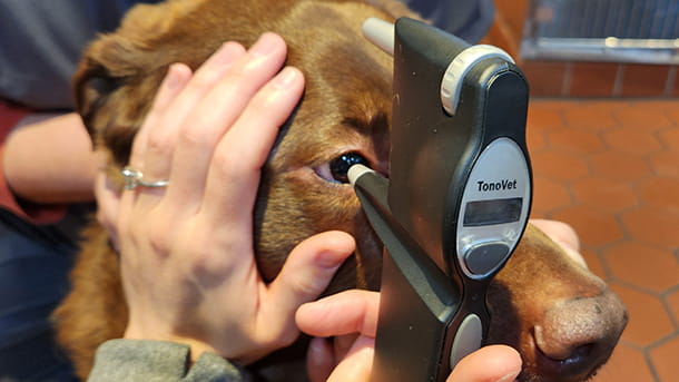 Canine tonopen exam