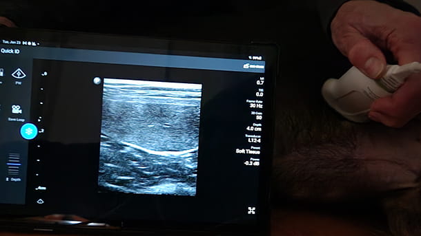 Canine ultrasound