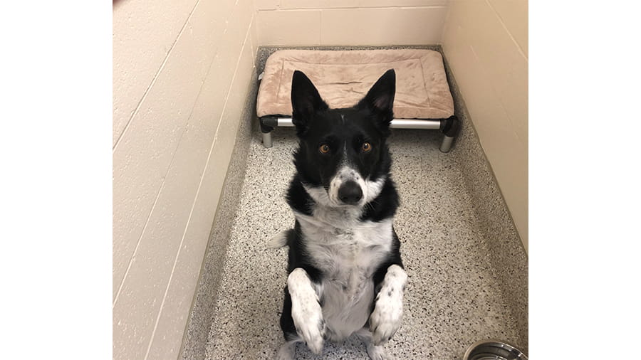 Black and white dog boarding at VCA Wexford Animal Hospital