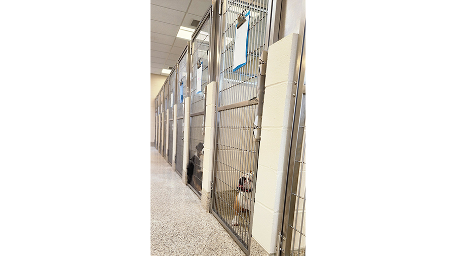 Dog kennels at VCA Wexford Animal Hospital