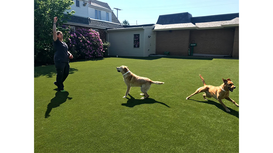 Boarding staff playing with two dogs outside in the yard at VCA Wexford Animal Hospital