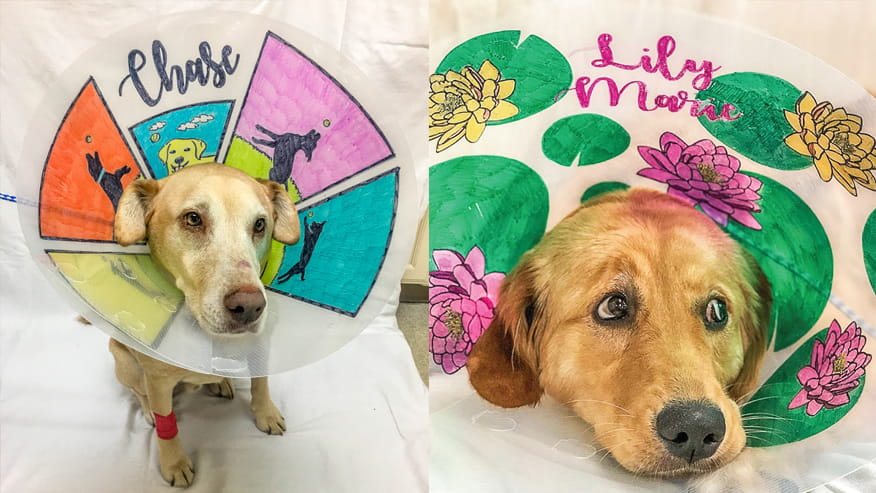 876x493 advanced care Services SpaysNeuters