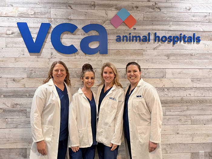 Veterinarians at VCA Arbor Animal Hospital