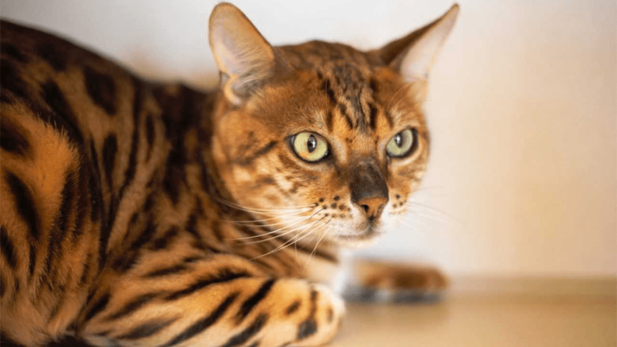 876x493 becker tx ExtendedPetStay