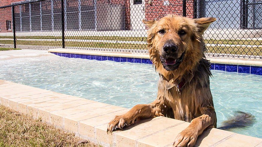 VCA Becker Animal Hospital Doggy Cay Care