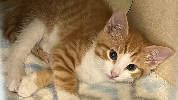 Orange and white kitten
