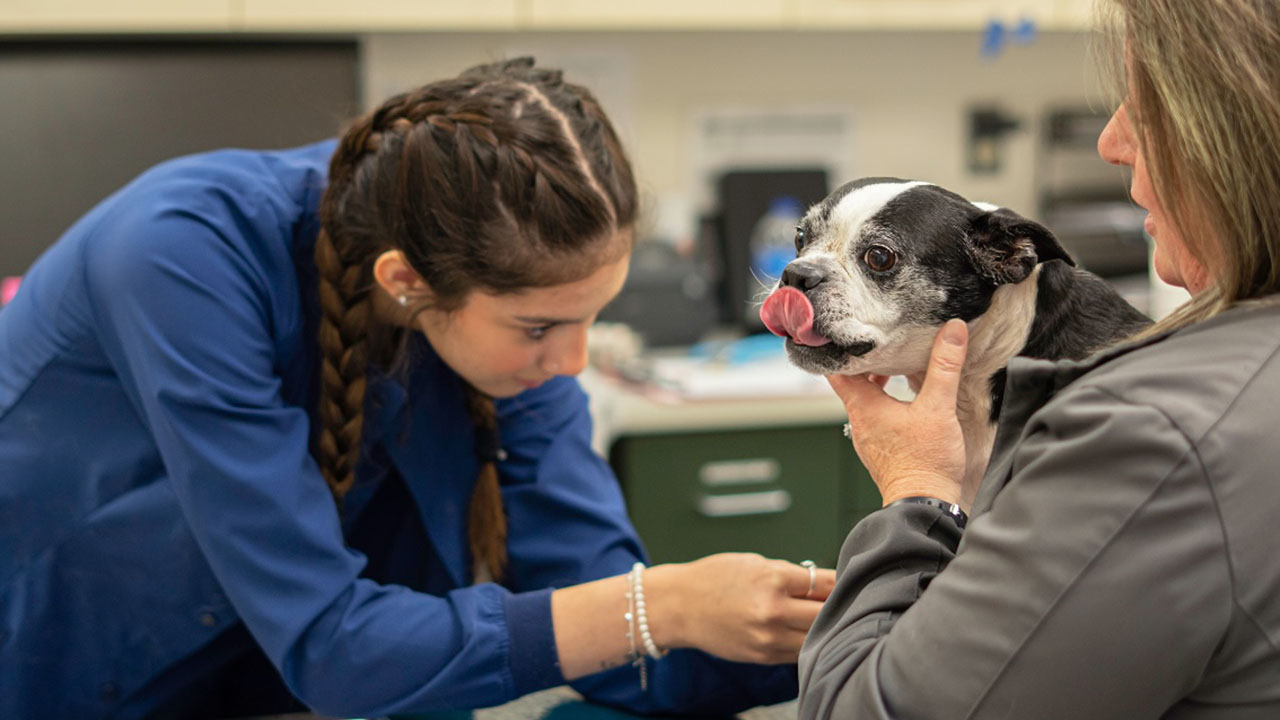 Veterinary staff with dog at VCA Callfield Animal Hospital